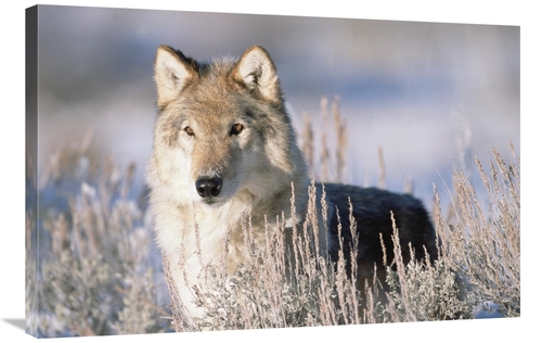 Global Gallery GCS-396036-2436-142 24 x 36 in. Timber Wolf Portrait&#4