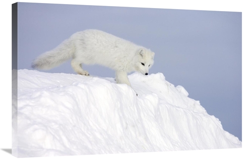 Global Gallery GCS-395400-2436-142 24 x 36 in. Arctic Fox on Snow Drif