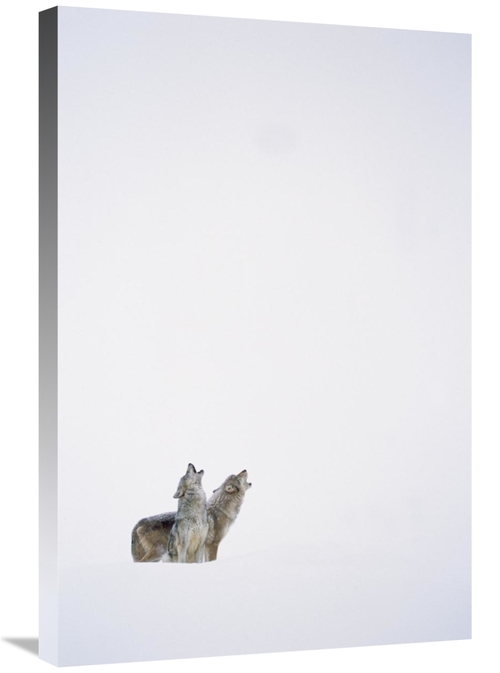 Global Gallery GCS-396246-2030-142 20 x 30 in. Timber Wolf Pair Howlin