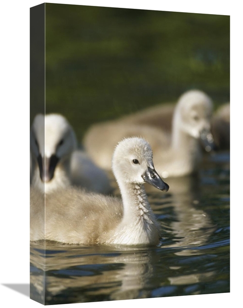 Global Gallery GCS-398481-1218-142 12 x 18 in. Mute Swan Cygnets Swimm