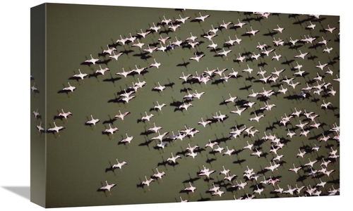 Global Gallery GCS-396410-1218-142 12 x 18 in. Lesser Flamingo Group F