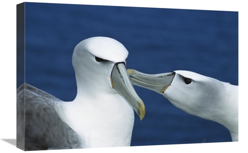 Global Gallery GCS-395651-1624-142 16 x 24 in. White-Capped or Shy Alb