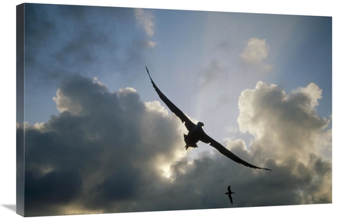 Global Gallery GCS-451365-2436-142 24 x 36 in. Waved Albatross Flying 