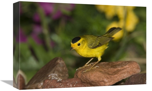 Global Gallery GCS-398302-1218-142 12 x 18 in. Wilsons Warbler Male&#4