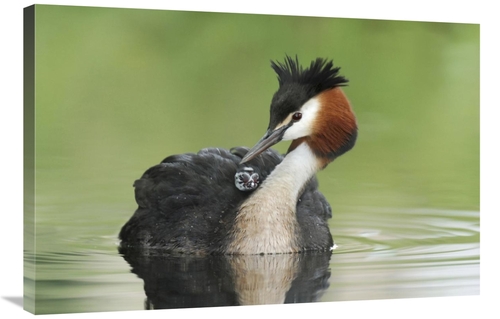 Global Gallery GCS-397467-2436-142 24 x 36 in. Great Crested Grebe Gro