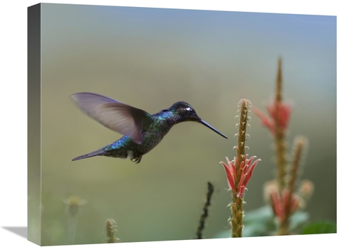 Global Gallery GCS-396298-1620-142 16 x 20 in. Magnificent Hummingbird