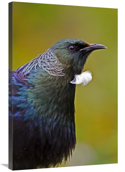 Global Gallery GCS-397488-2436-142 24 x 36 in. Tui, Karori Wildlif