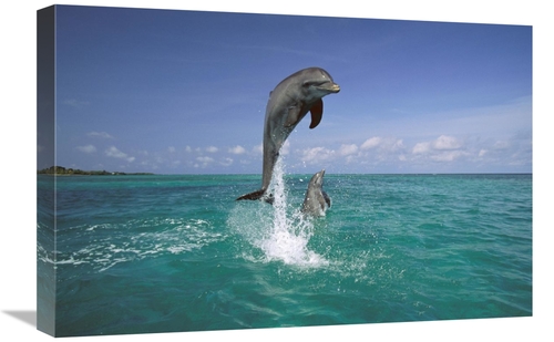 Global Gallery GCS-452575-1624-142 16 x 24 in. Bottlenose Dolphin Leap