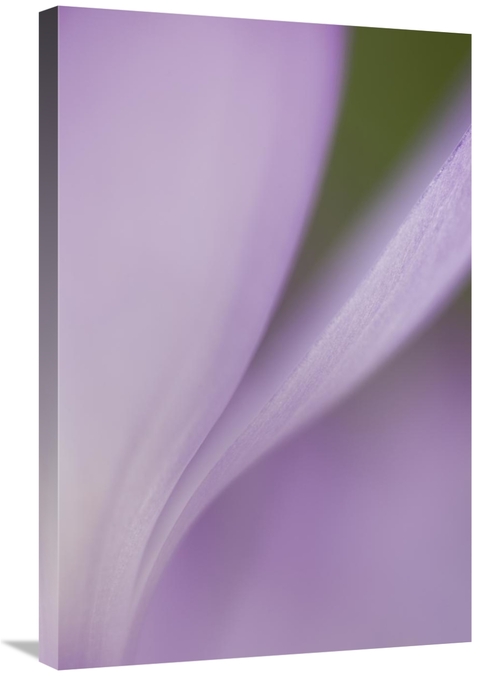 Global Gallery GCS-397862-2030-142 20 x 30 in. Spring Crocus Detail&#4