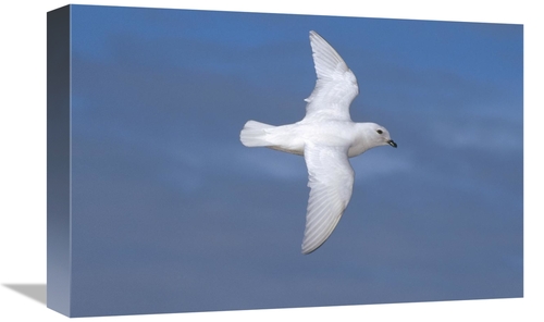 Global Gallery GCS-451075-1218-142 12 x 18 in. Snow Petrel Flying Near