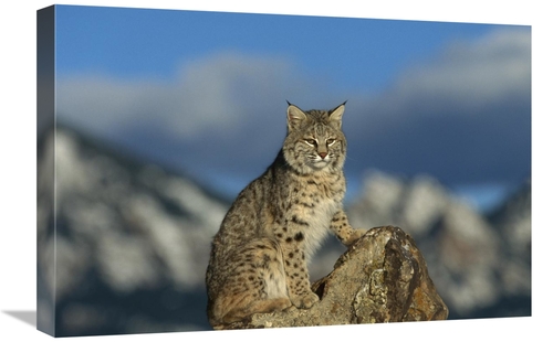 Global Gallery GCS-452305-1624-142 16 x 24 in. Bobcat, Rocky Mount