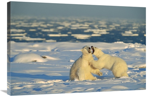 Global Gallery GCS-452505-2436-142 24 x 36 in. Polar Bear Males Fighti