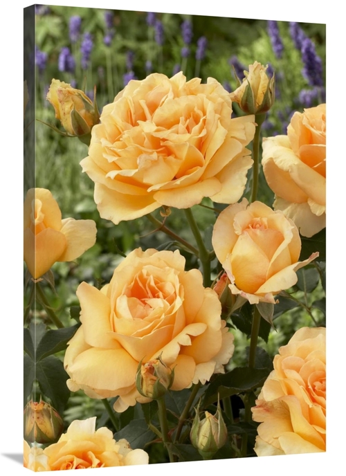 Global Gallery GCS-398391-2436-142 24 x 36 in. Rose Solo Mio Renaissan