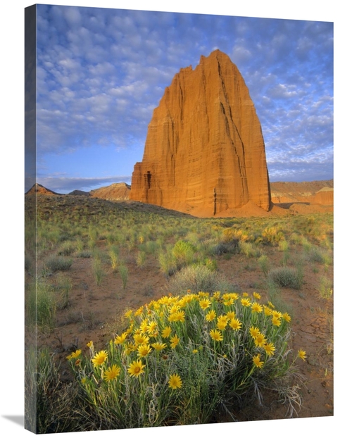 Global Gallery GCS-452165-2432-142 24 x 32 in. Common Sunflowers & Tem
