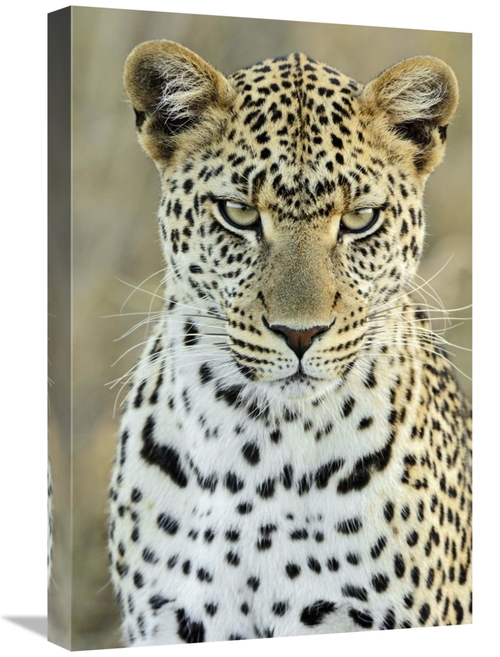 Global Gallery GCS-398242-1624-142 16 x 24 in. Leopard Female, Ser