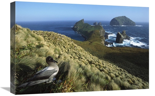 Global Gallery GCS-451620-1624-142 16 x 24 in. Light-Mantled Albatross