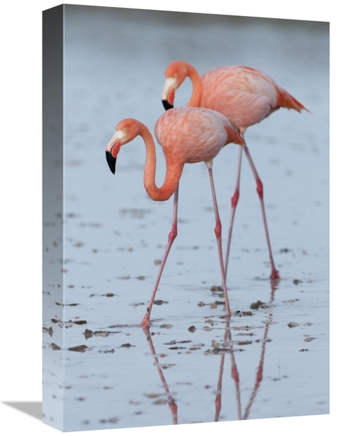 Global Gallery GCS-395616-1218-142 12 x 18 in. Greater Flamingo Pair W