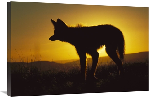 Global Gallery GCS-451658-2436-142 24 x 36 in. Maned Wolf Hunting At D