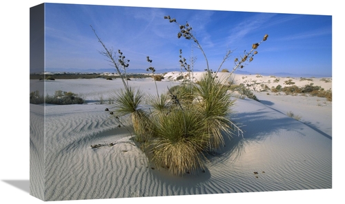 Global Gallery GCS-452621-1218-142 12 x 18 in. Soaptree Yucca in Gypsu