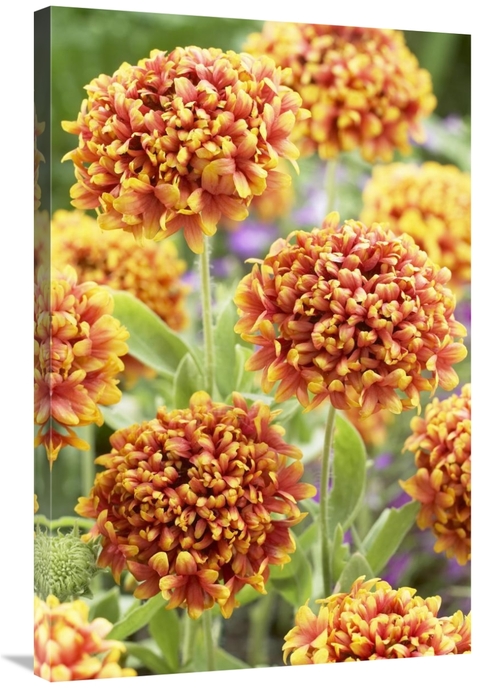 Global Gallery GCS-398401-2436-142 24 x 36 in. Blanketflower Dakota Re