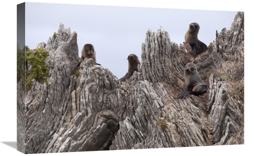 Global Gallery GCS-397812-1624-142 16 x 24 in. New Zealand Fur Seal Pu