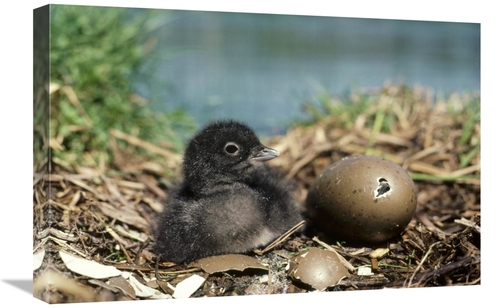 Global Gallery GCS-451857-1624-142 16 x 24 in. Common Loon Chick with 
