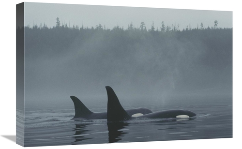 Global Gallery GCS-453565-1624-142 16 x 24 in. Orca Male & Female Surf