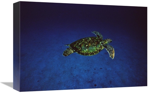 Global Gallery GCS-450739-1218-142 12 x 18 in. Green Sea Turtle Swimmi