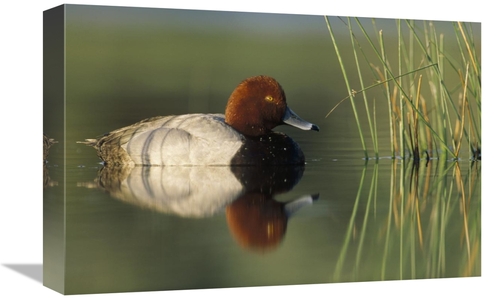 Global Gallery GCS-396349-1218-142 12 x 18 in. Redhead Duck Male, 