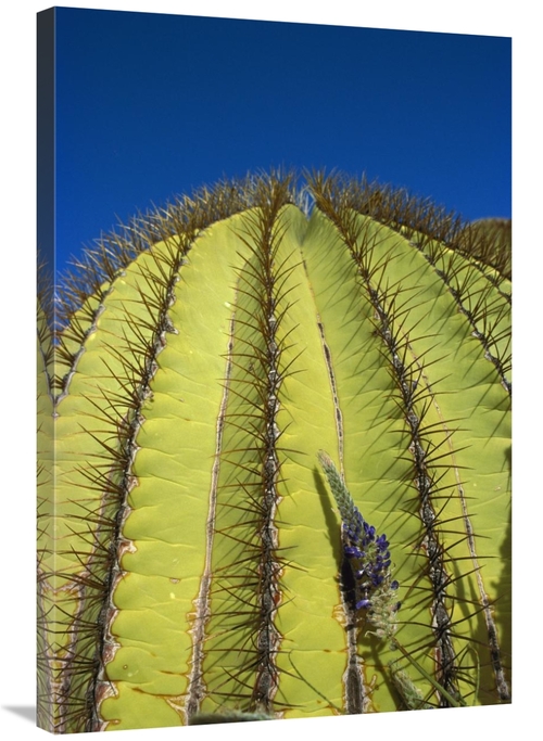 Global Gallery GCS-395667-2436-142 24 x 36 in. Giant Barrel Cactus Det