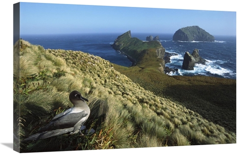 Global Gallery GCS-451620-2030-142 20 x 30 in. Light-Mantled Albatross