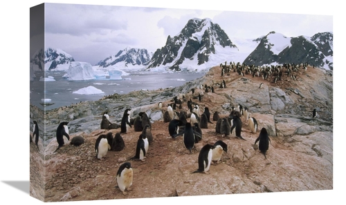 Global Gallery GCS-451261-1218-142 12 x 18 in. Adelie Penguin Rookery&