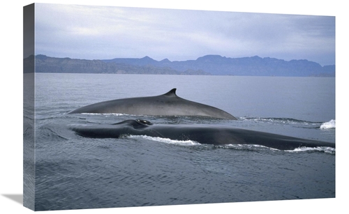 Global Gallery GCS-451080-1624-142 16 x 24 in. Fin Whale in Winter Fee