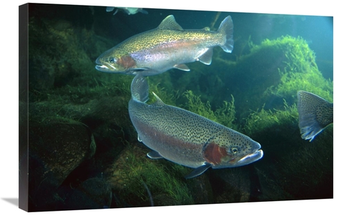 Global Gallery GCS-395696-2030-142 20 x 30 in. Rainbow Trout Pair Unde