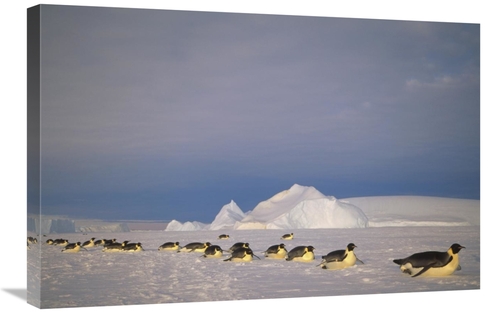 Global Gallery GCS-451120-2030-142 20 x 30 in. Emperor Penguins Tobogg