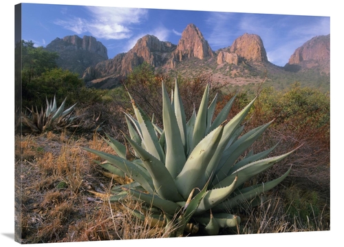 Global Gallery GCS-396745-3040-142 30 x 40 in. Chisos Agave & the Chis