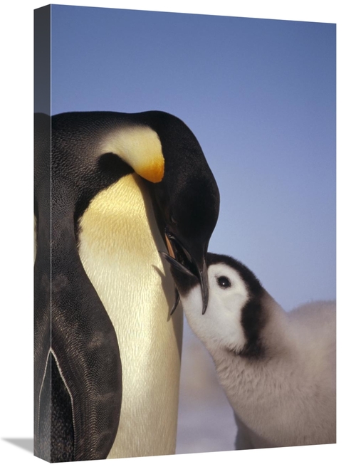 Global Gallery GCS-451124-1624-142 16 x 24 in. Emperor Penguin Parent 