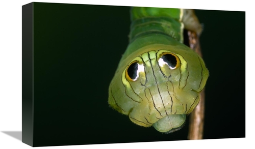 Global Gallery GCS-453605-1218-142 12 x 18 in. Dead-Leaf Moth Caterpil