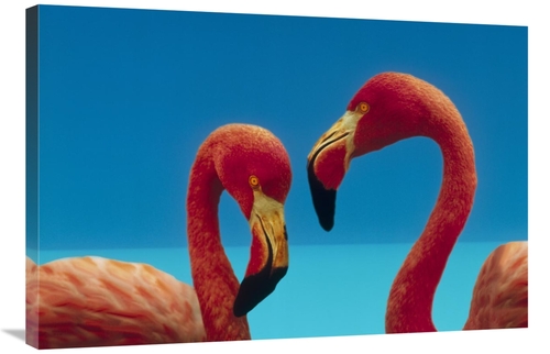 Global Gallery GCS-396304-2436-142 24 x 36 in. Greater Flamingo Courti