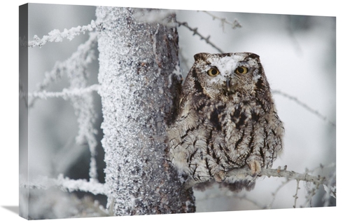 Global Gallery GCS-397070-2030-142 20 x 30 in. Western Screech Owl Per