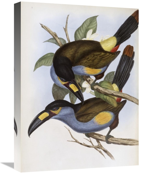 Global Gallery GCS-277769-22-142 22 in. Laminated Hill Toucan Art Prin