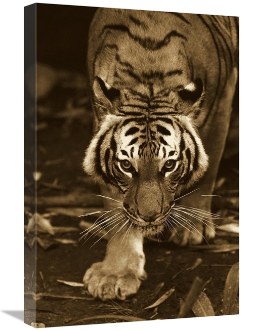 Global Gallery GCS-453660-1624-142 16 x 24 in. Bengal Tiger Approachin