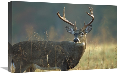 Global Gallery GCS-452013-1624-142 16 x 24 in. White-Tailed Deer Portr