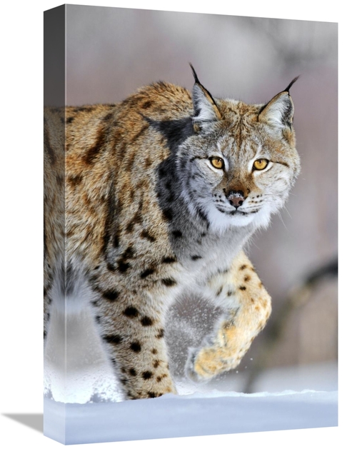 Global Gallery GCS-395686-1218-142 12 x 18 in. Eurasian Lynx Walking T