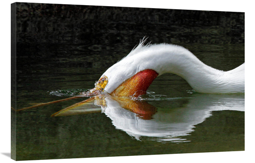 Global Gallery GCS-486598-40-142 40 in. The Dive Art Print - Vic Schen