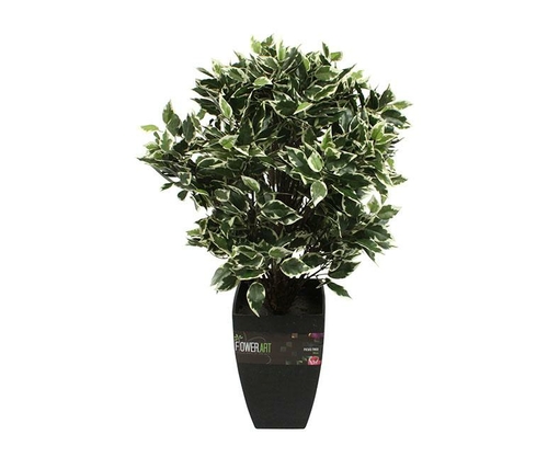 Potted 65 Cm Ficus Tree Fig Tree