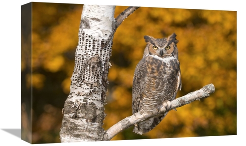 Global Gallery GCS-397344-1218-142 12 x 18 in. Great Horned Owl, H