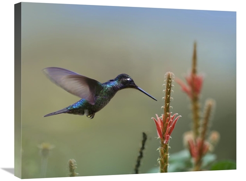 Global Gallery GCS-396298-2228-142 22 x 28 in. Magnificent Hummingbird