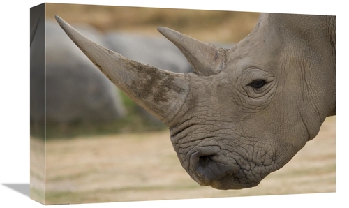 Global Gallery GCS-450912-1218-142 12 x 18 in. White Rhinoceros Portra