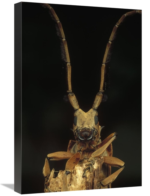 Global Gallery GCS-450981-1624-142 16 x 24 in. Long Horn Beetle Portra